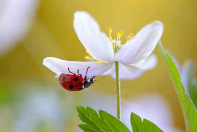 Красивые бабочки и Божьи коровки