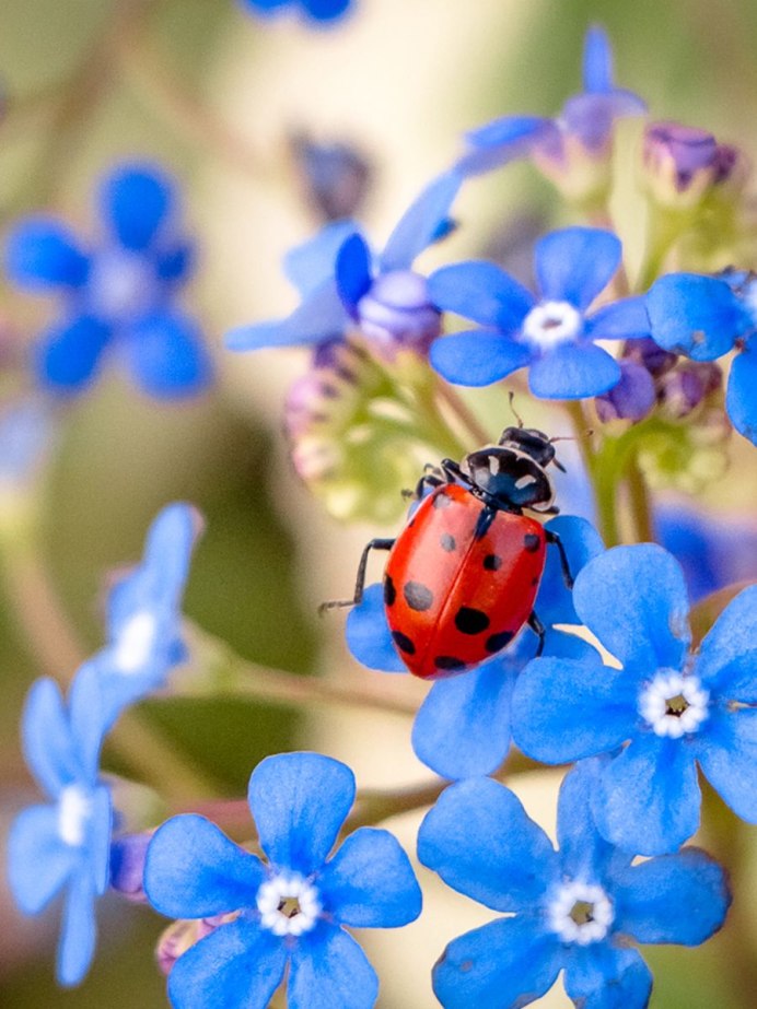 Божья коровка поедает тлю