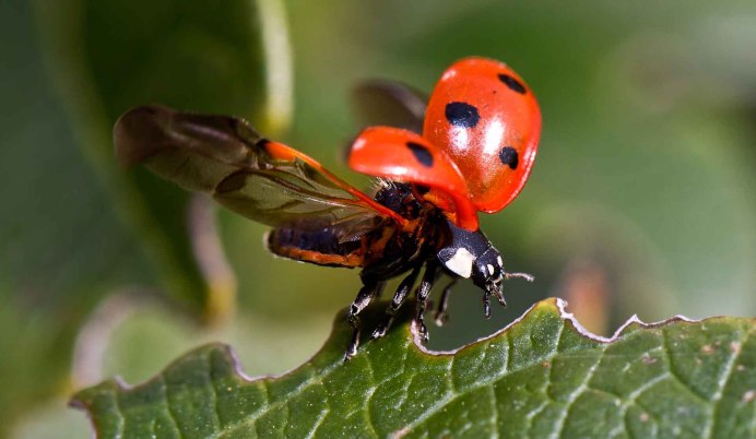 Букашка на цветах