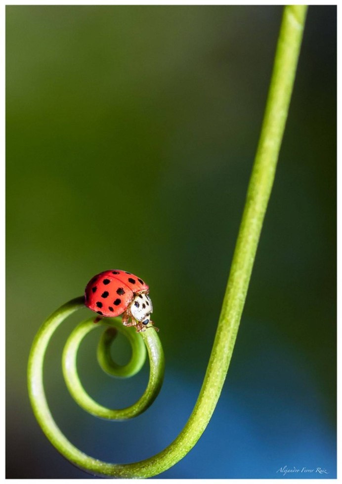 Божья коровка и бабочка