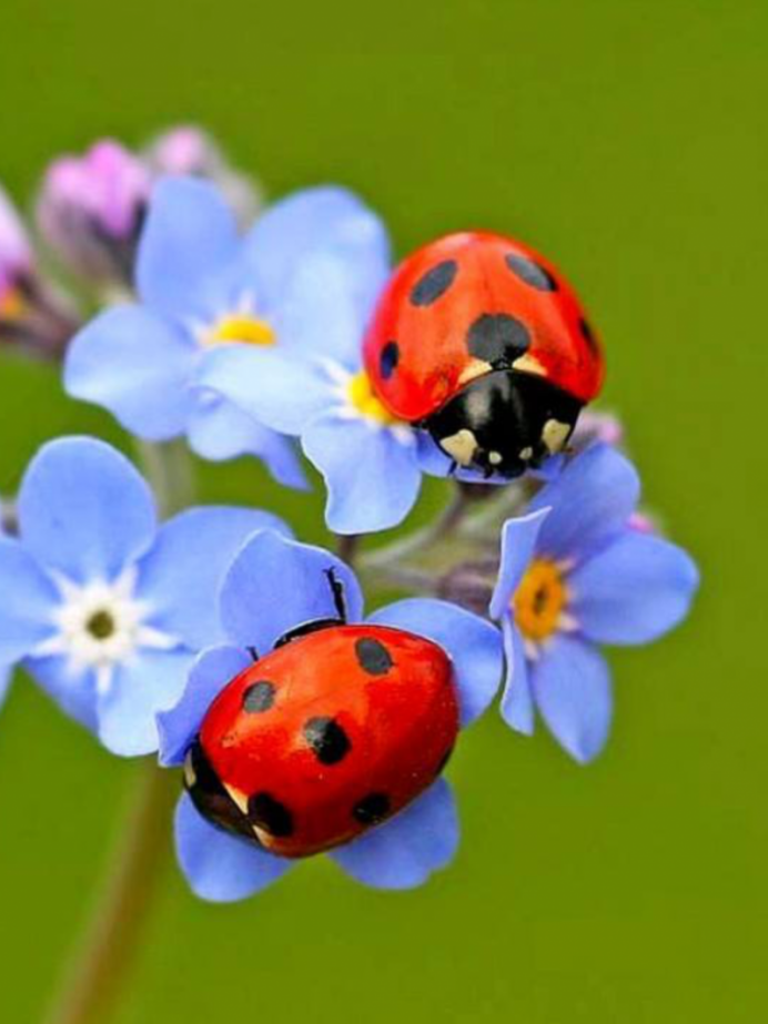 Макросъемка природа