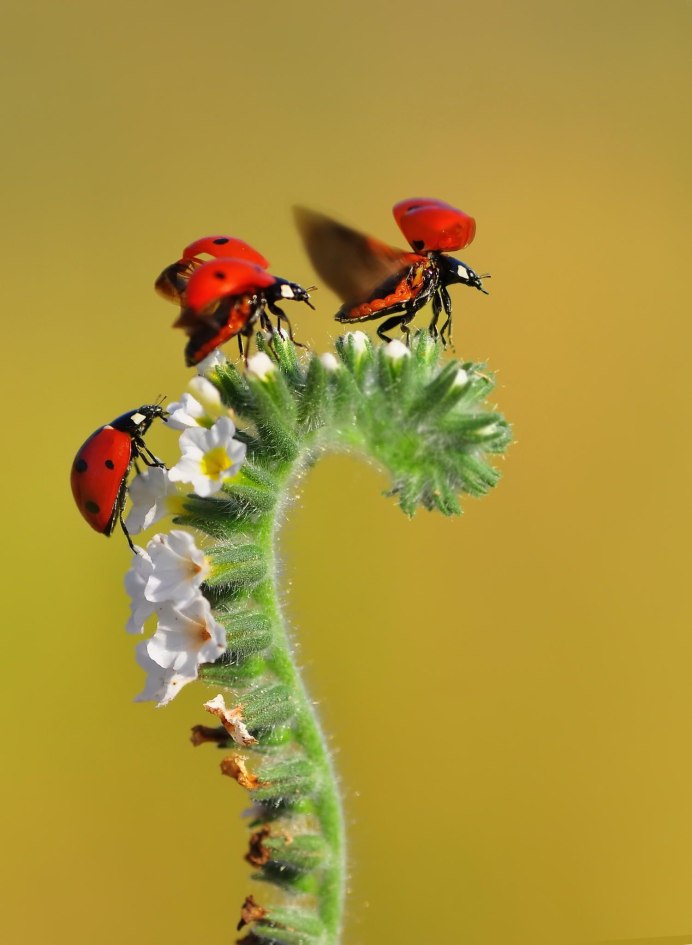 Блу Божья коровка