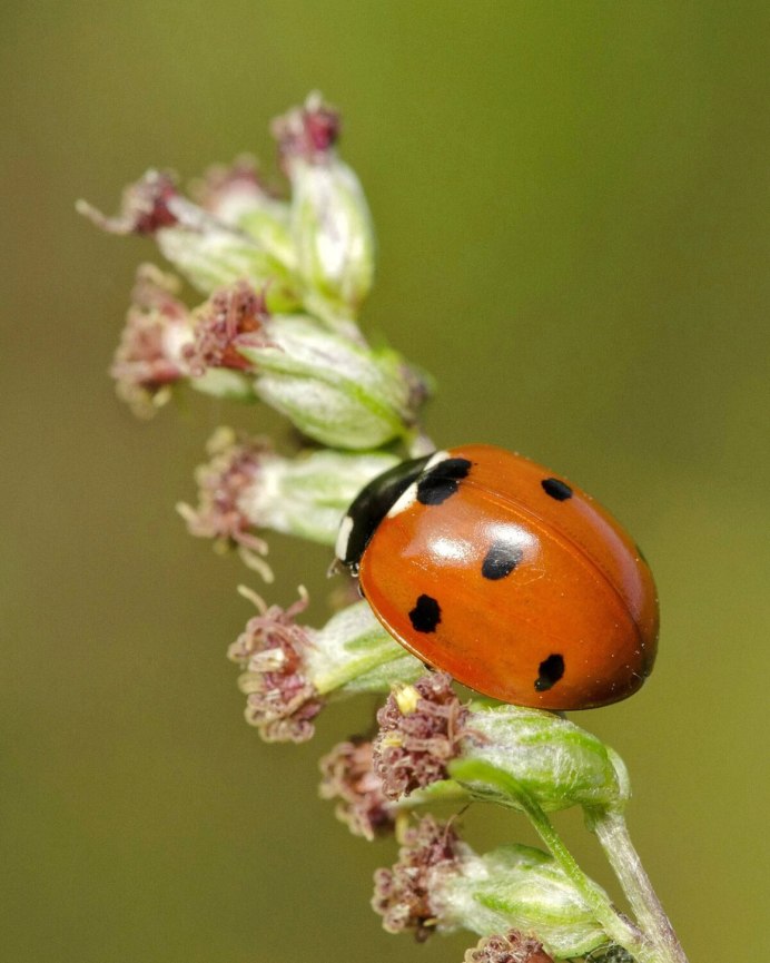 Божья коровка на лугу