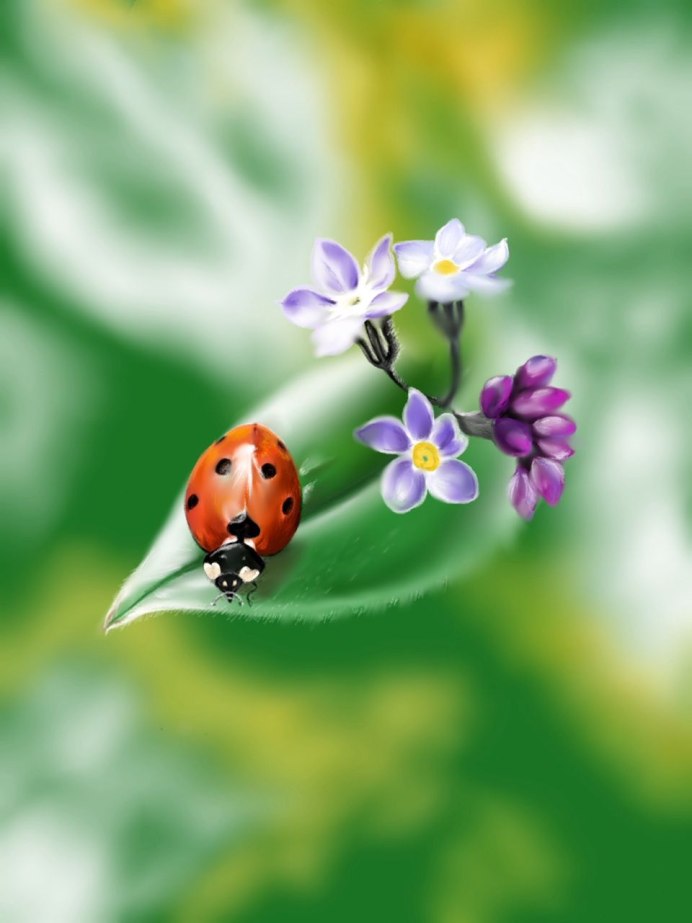Божьи коровки
