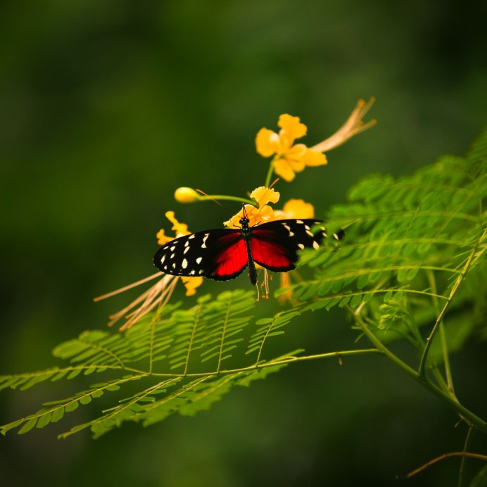 Лиана с листиками и Божьей коровкой
