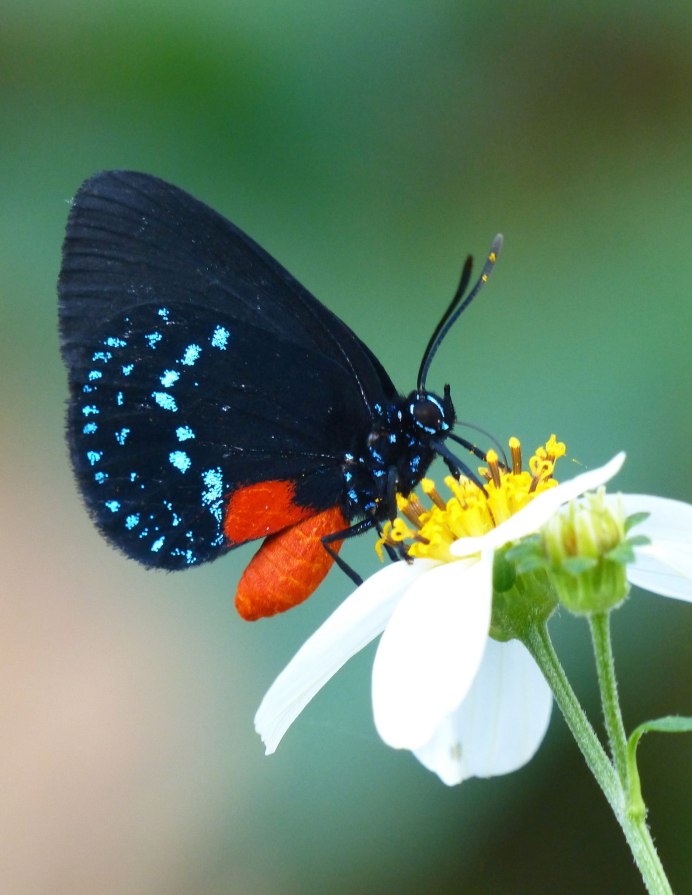 Обои на телефон насекомые