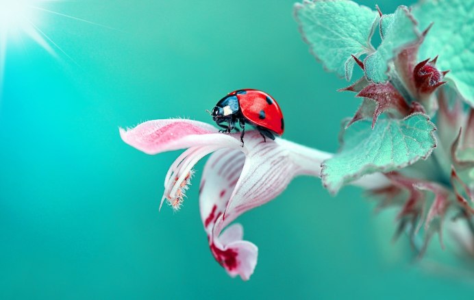 Добрые насекомые