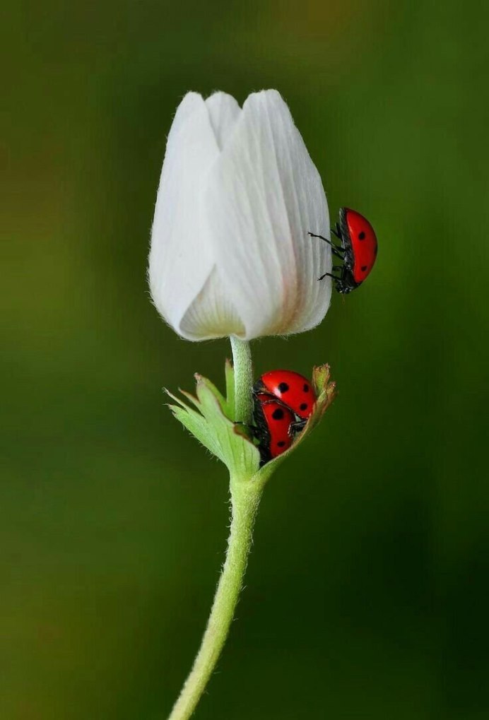 Божья коровка и бабочка