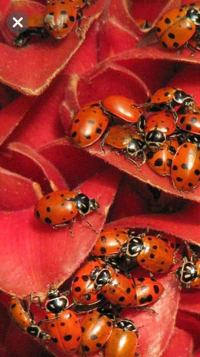 Божья коровка и бабочка