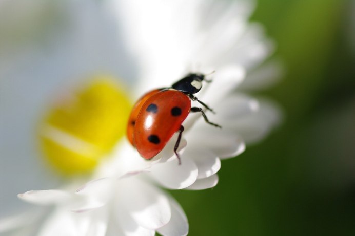 Божьи коровки новая Голландия