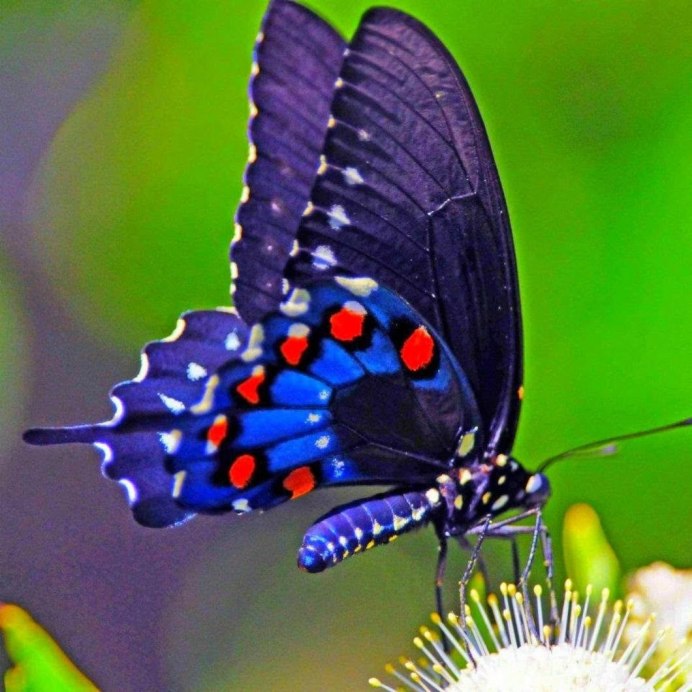 Божья коровка и бабочка