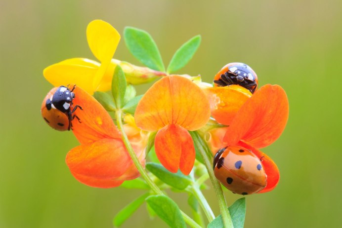 Красная Божья коровка