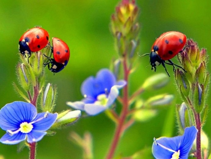 Божья коровка сбоку