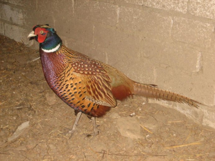 Фазан Phasianus colchicus (Linnaeus, 1758)
