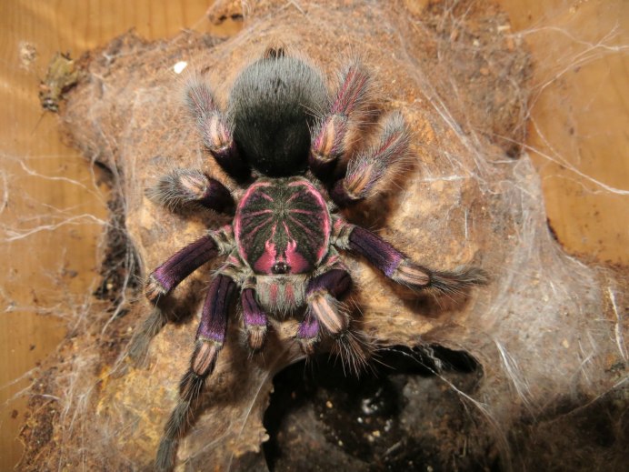 Паук птицеед cyaneopubescens