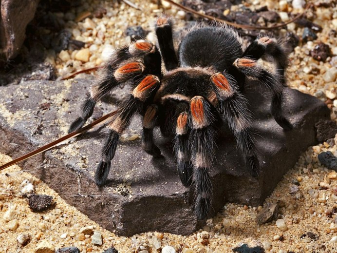 Паук Grammostola pulchra