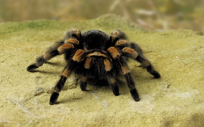 Паук птицеед Poecilotheria Metallica