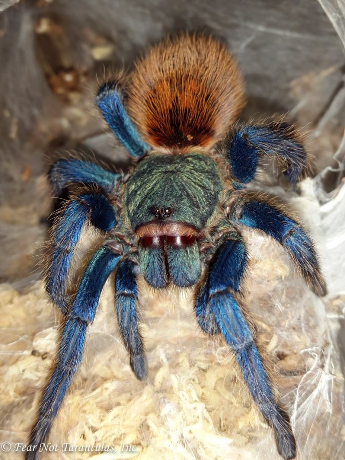 Паук Chromatopelma cyaneopubescens