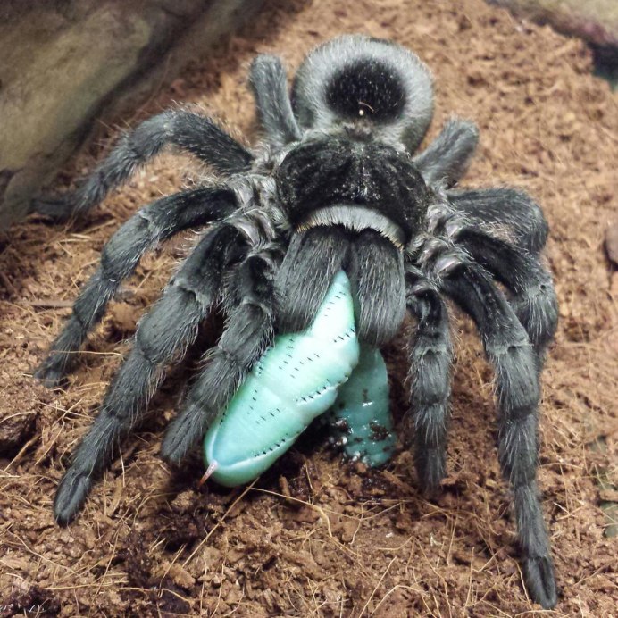 Паук-птицеед Chromatopelma cyaneopubescens