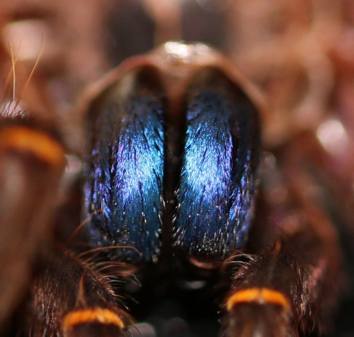 Паук хроматопельма cyaneopubescens