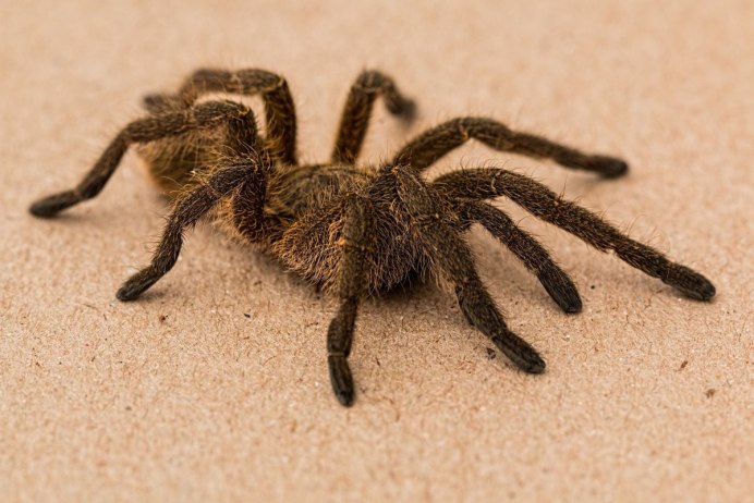 Паук-птицеед Chromatopelma cyaneopubescens