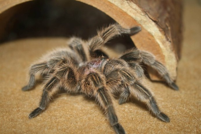 Cyclocosmia truncata паук Циклокосмия