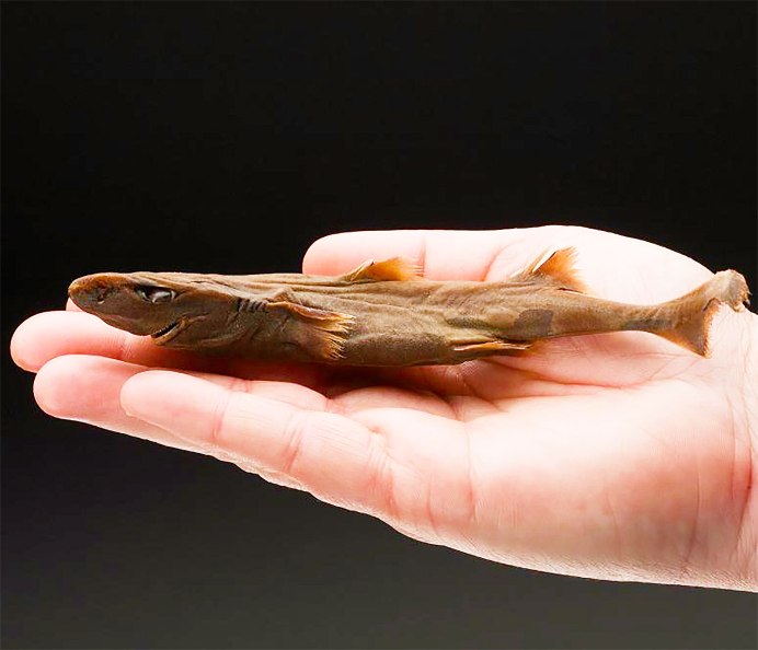 Акулы Etmopterus perryi