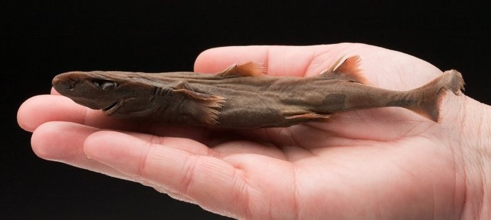 Etmopterus perryi