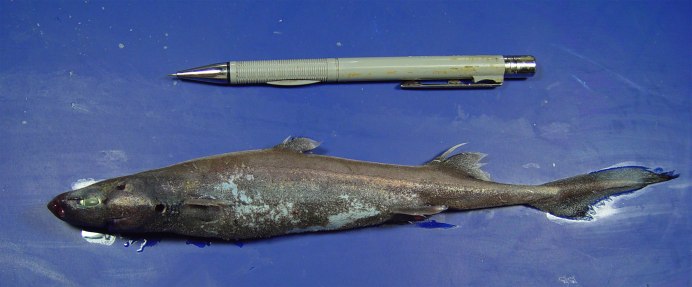 Etmopterus perryi