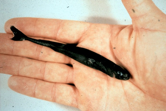 Карликовая акула (Euprotomicrus bispinatus)