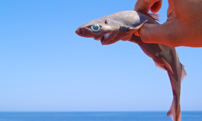 Etmopterus perryi