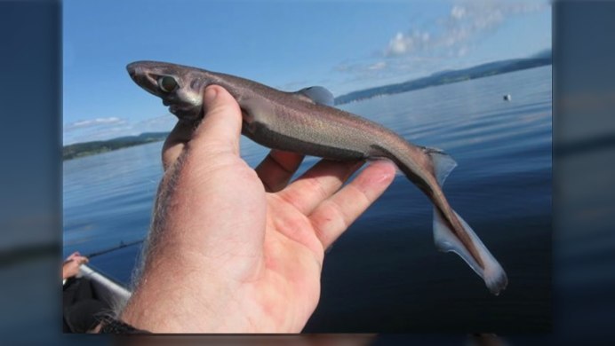 Etmopterus perryi