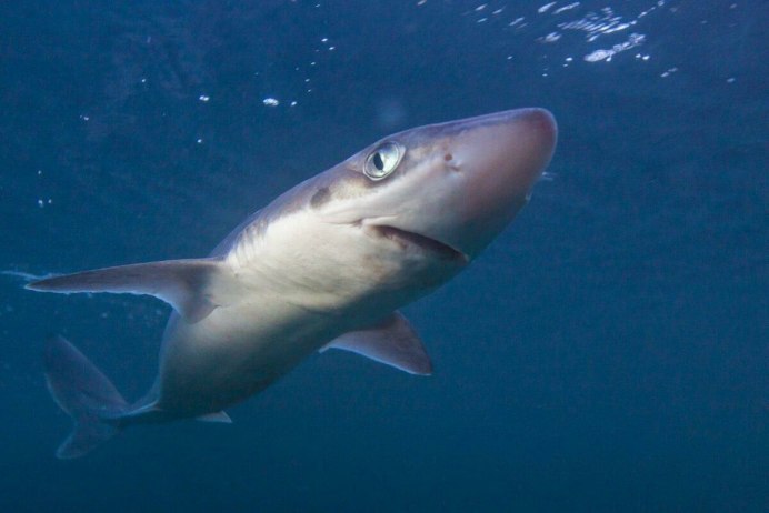 Акула Squalus clarkae