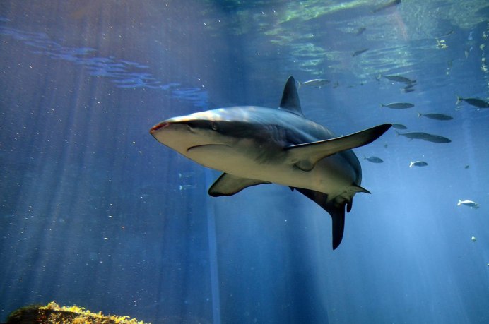 Carcharhinus Obscurus