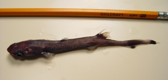 Карликовая акула вида Etmopterus perryi