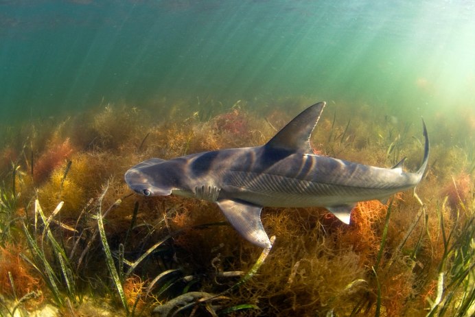 Bonnethead Shark