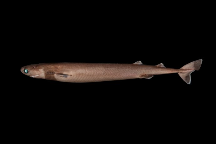 Isistius plutodus