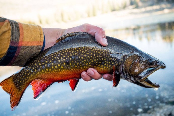 Радужная форель Oncorhynchus mykiss