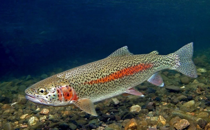 Радужная форель Oncorhynchus mykiss