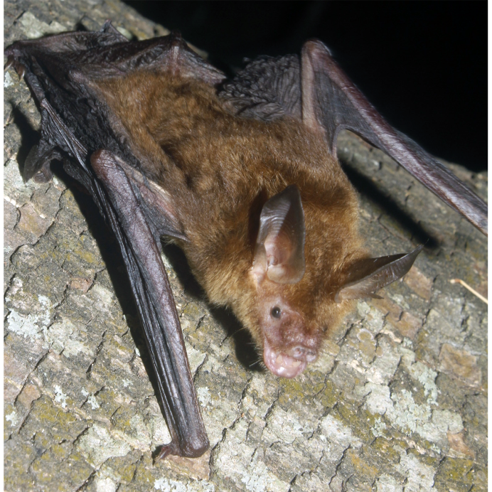 Украшенный гладконос