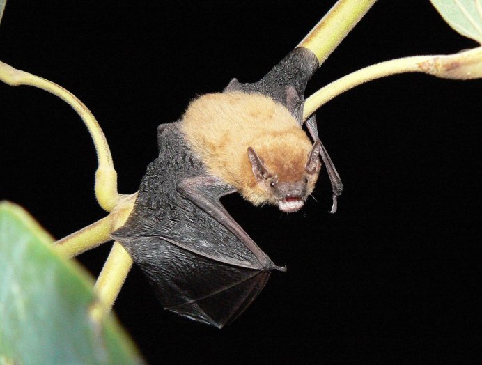 Сибирский ушан