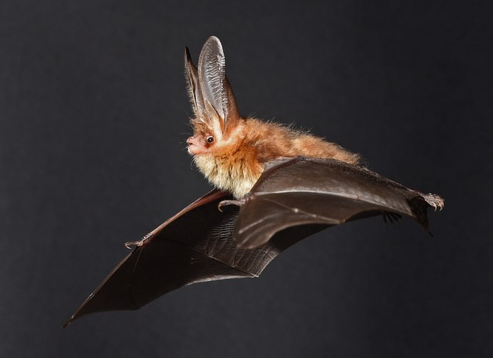 Летучая мышь длиннокрыл