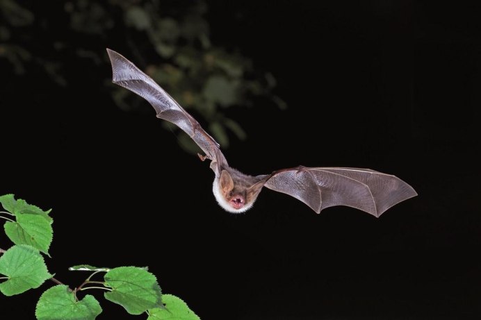 Гладконосые летучие мыши