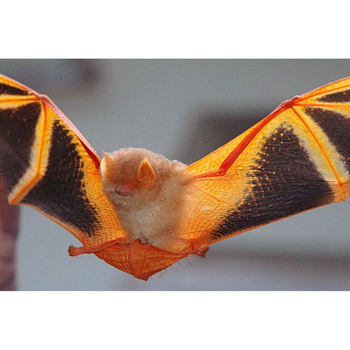 Большеухий кожан Гумбольдта