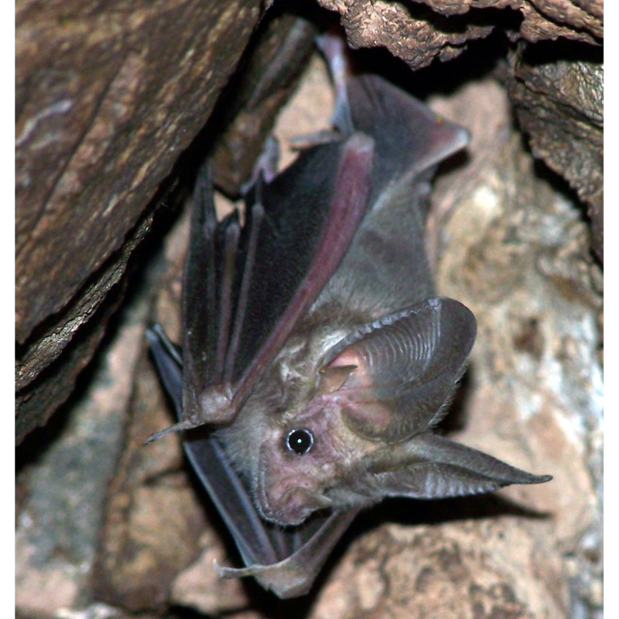 Летучая вечерница