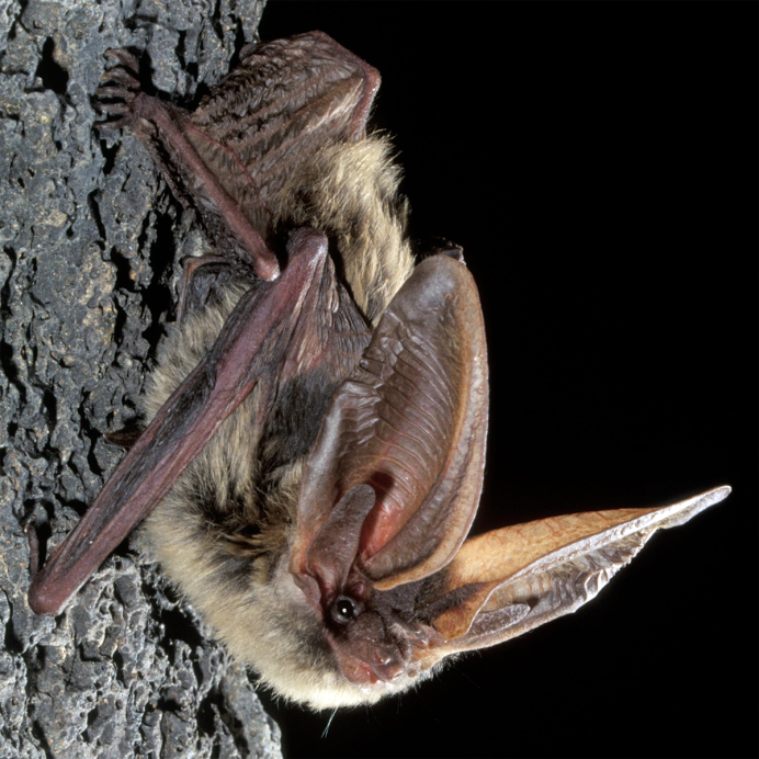 Летучая мышь ночница