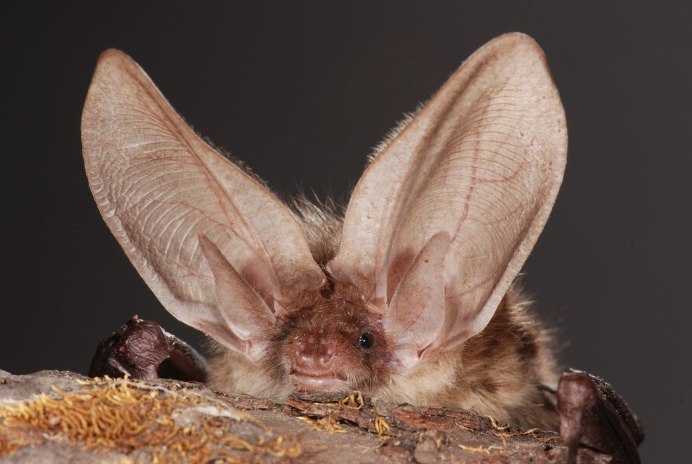 Гладконос Жоффруа