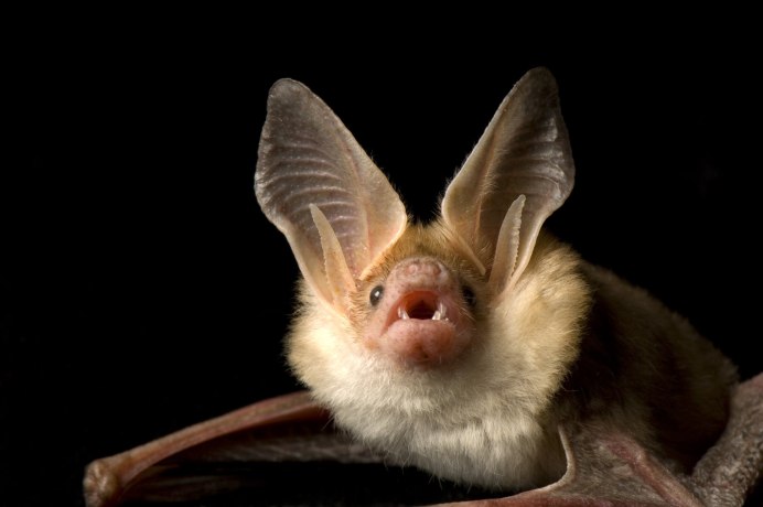 Otonycteris hemprichii