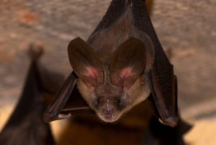 Свиноносая летучая мышь Китти