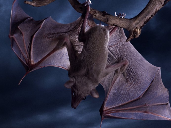 Обыкновенная ночница